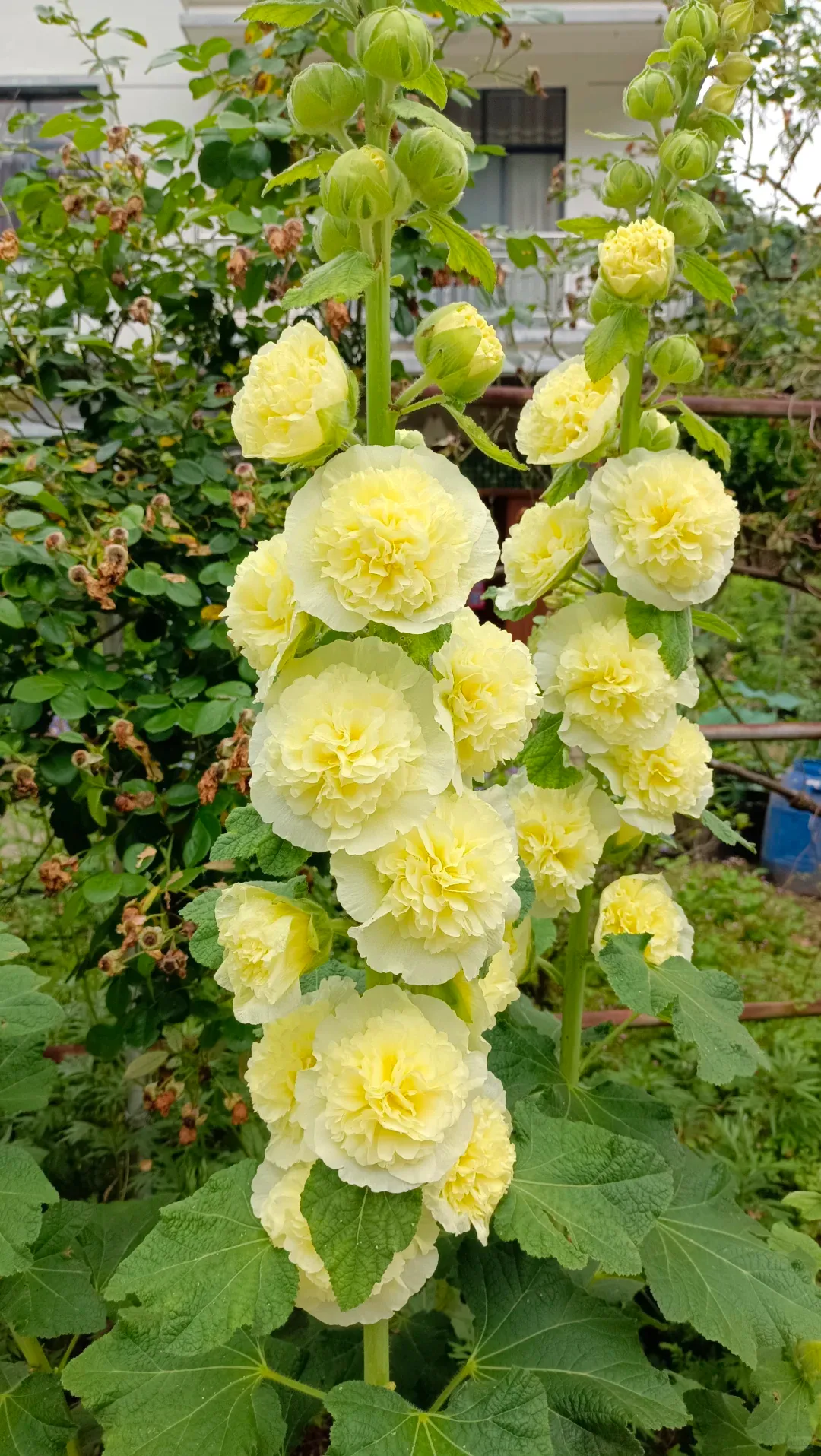 Семена от холихок【💝 Специална оферта за Деня на влюбените】