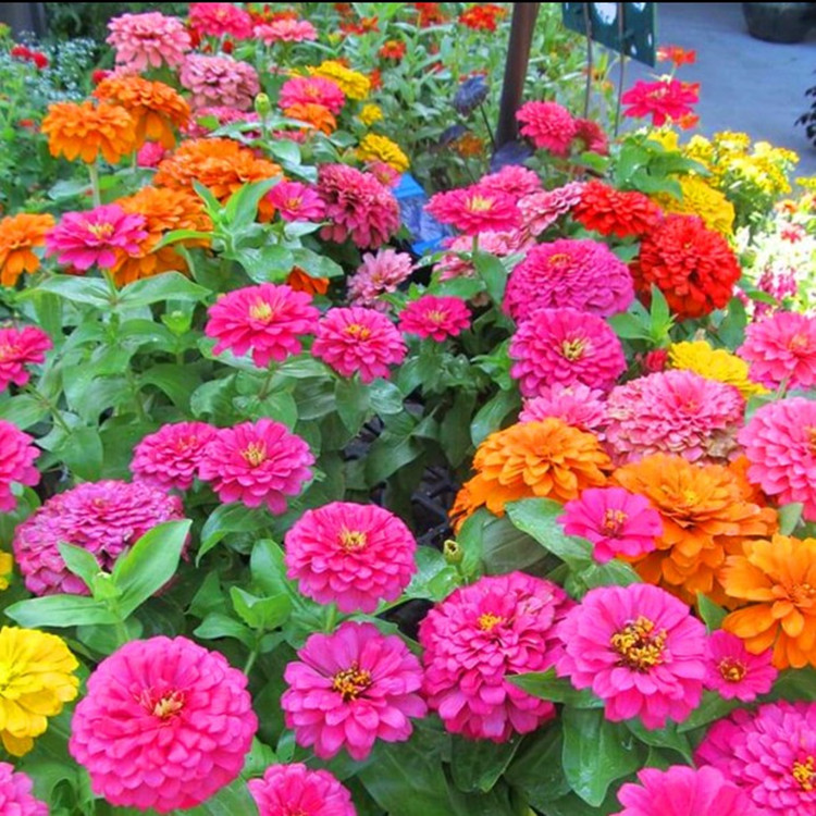 💛 Семена от невен