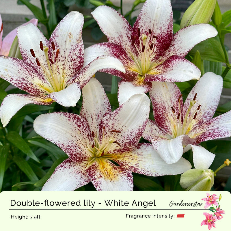 🌸Семена от лилия