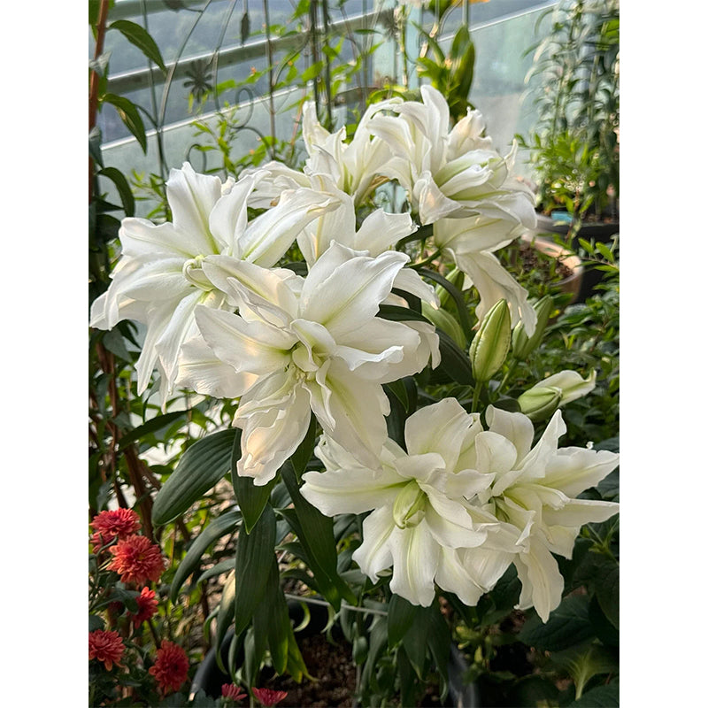 🌸Семена от лилия