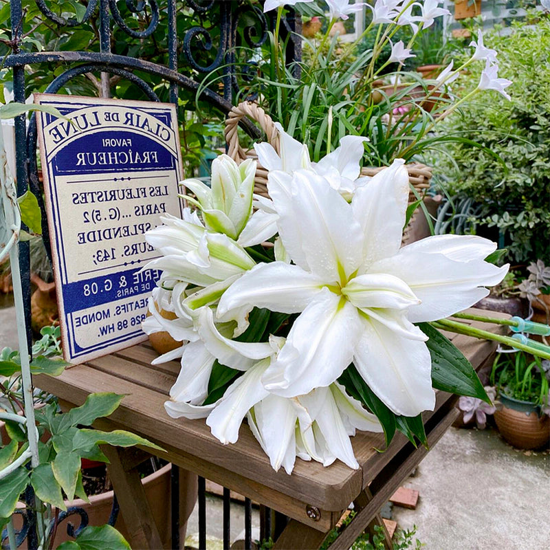 🌸Семена от лилия