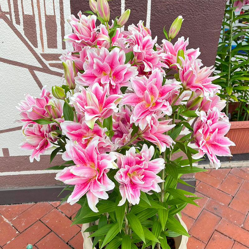 🌸Семена от лилия