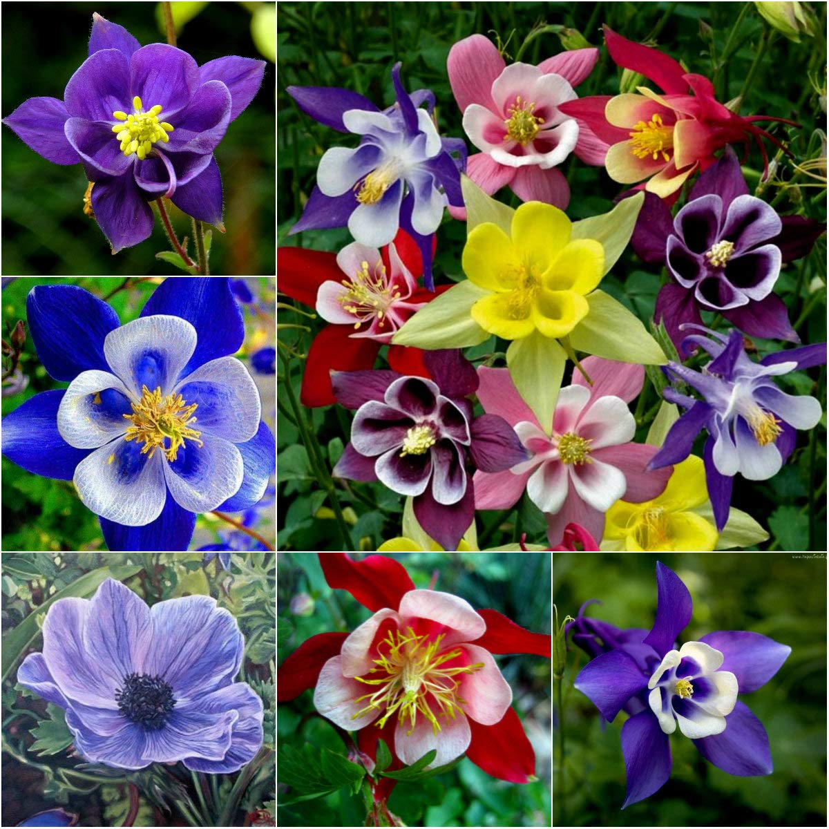 Columbine Mix Flower🐱🐾Cat's Paw Flowers Seeds