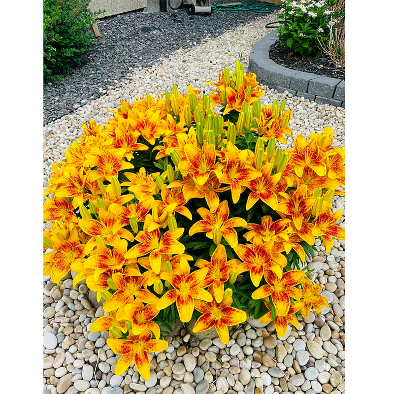 🌸Семена от лилия