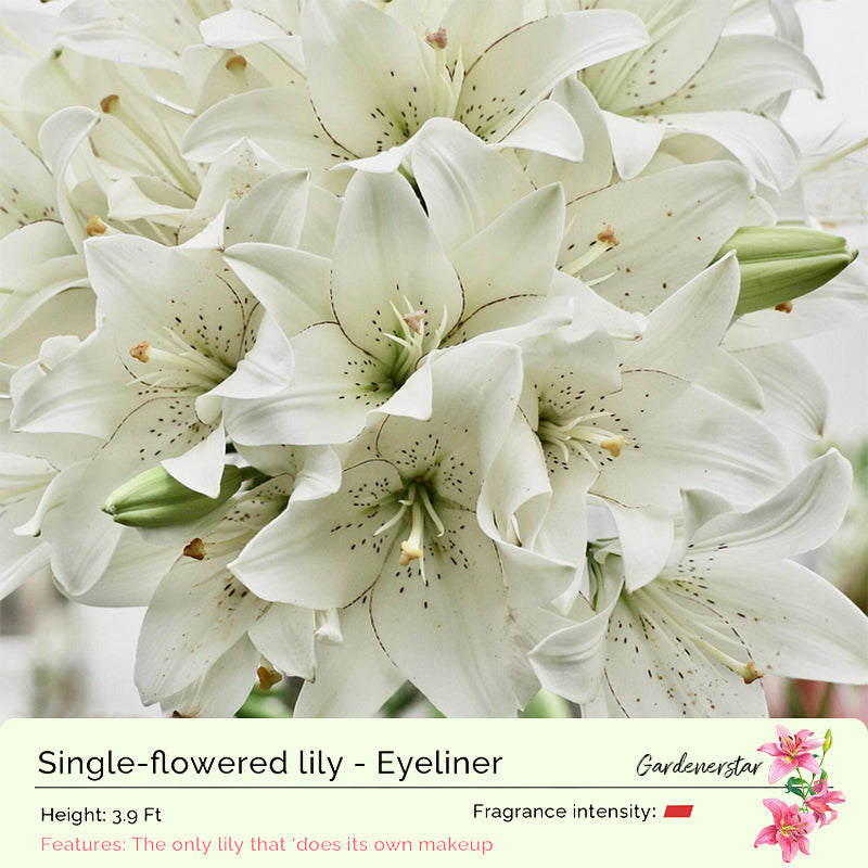 🌸Семена от лилия