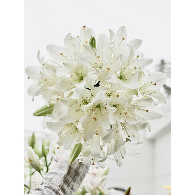 🌸Семена от лилия