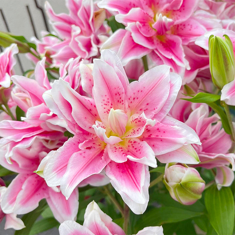 🌸Семена от лилия