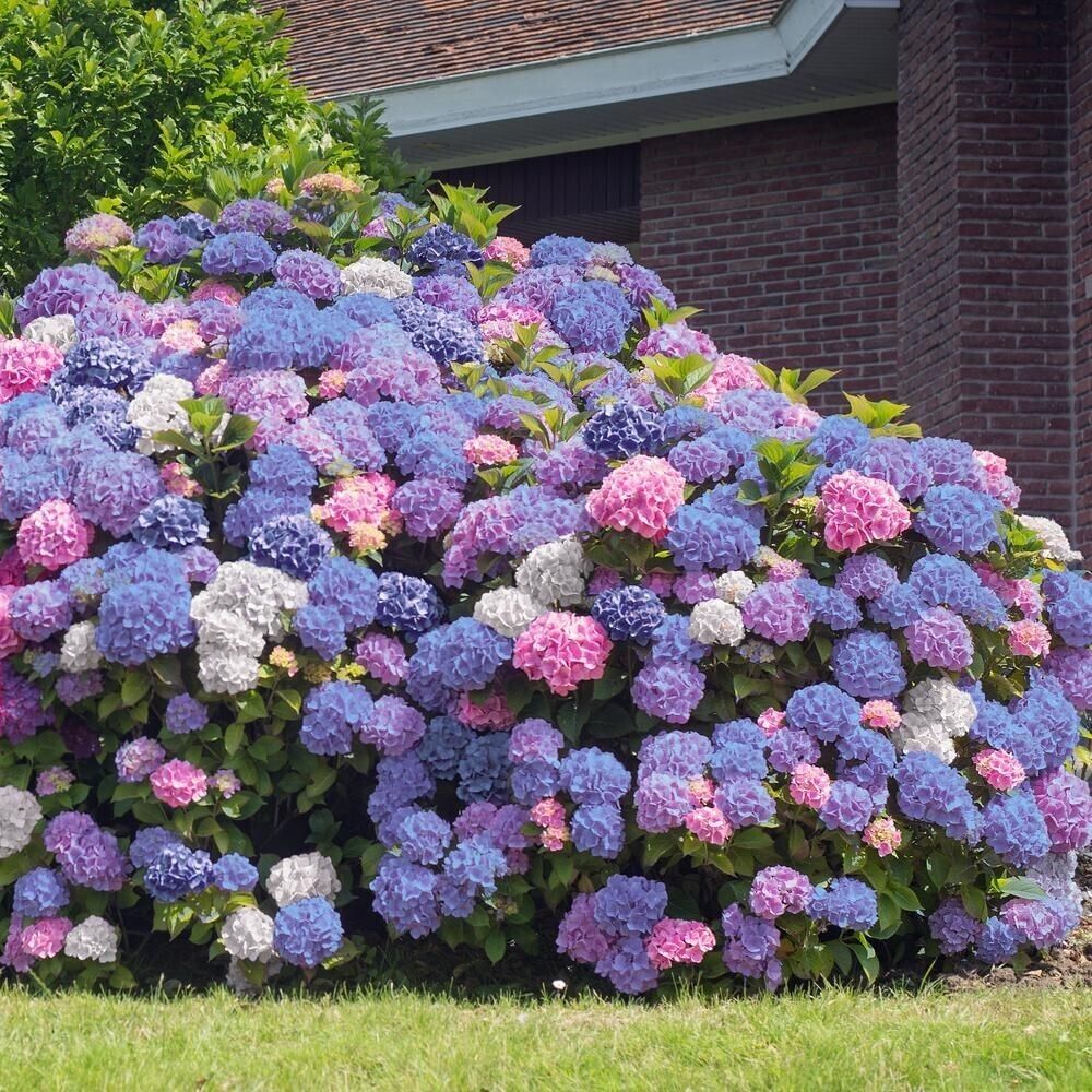 🌸Hydrangea – The Timeless Beauty of Every Garden ✨