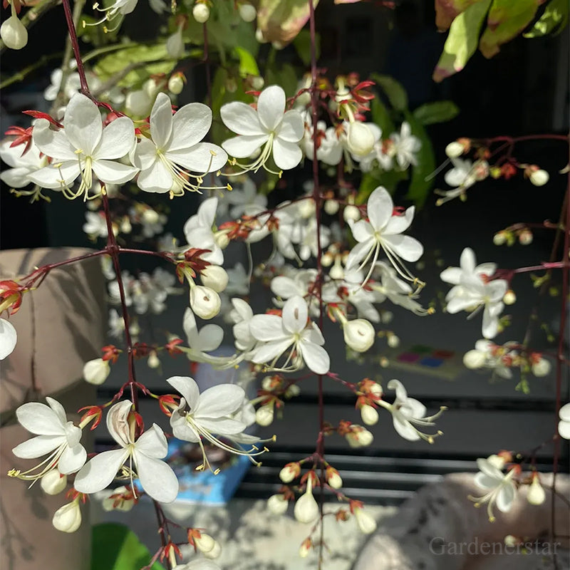 🌼Weeping Jasmine Seeds - White Jade Butterfly