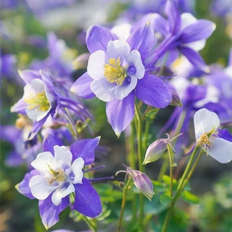 🌸 Семена от аквилегия микс | Цветя „Котешка лапичка“ 🐱🐾