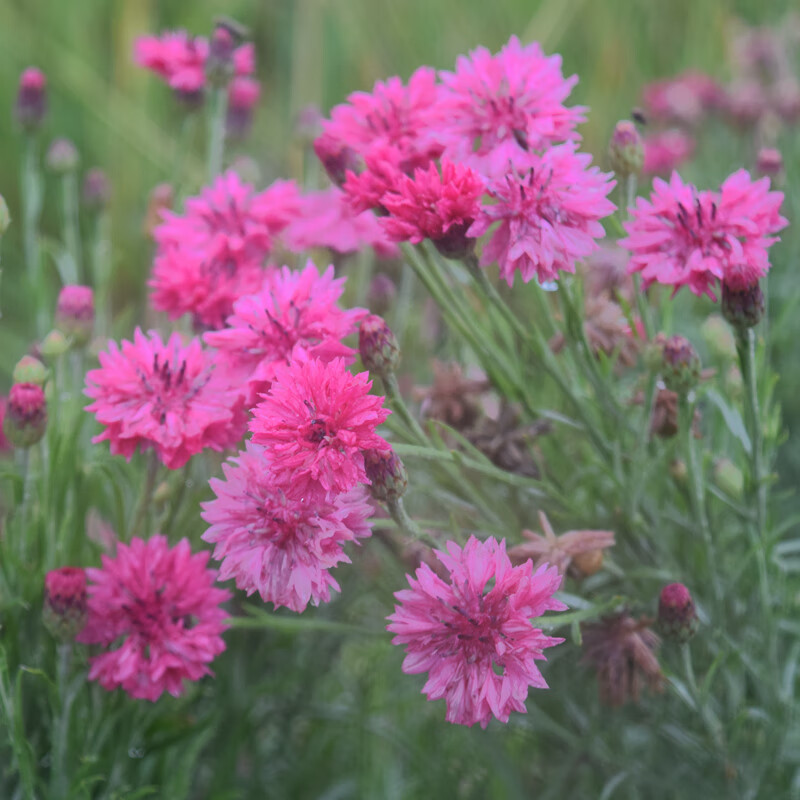 Semena chrpy【💝Speciální valentýnská nabídka】