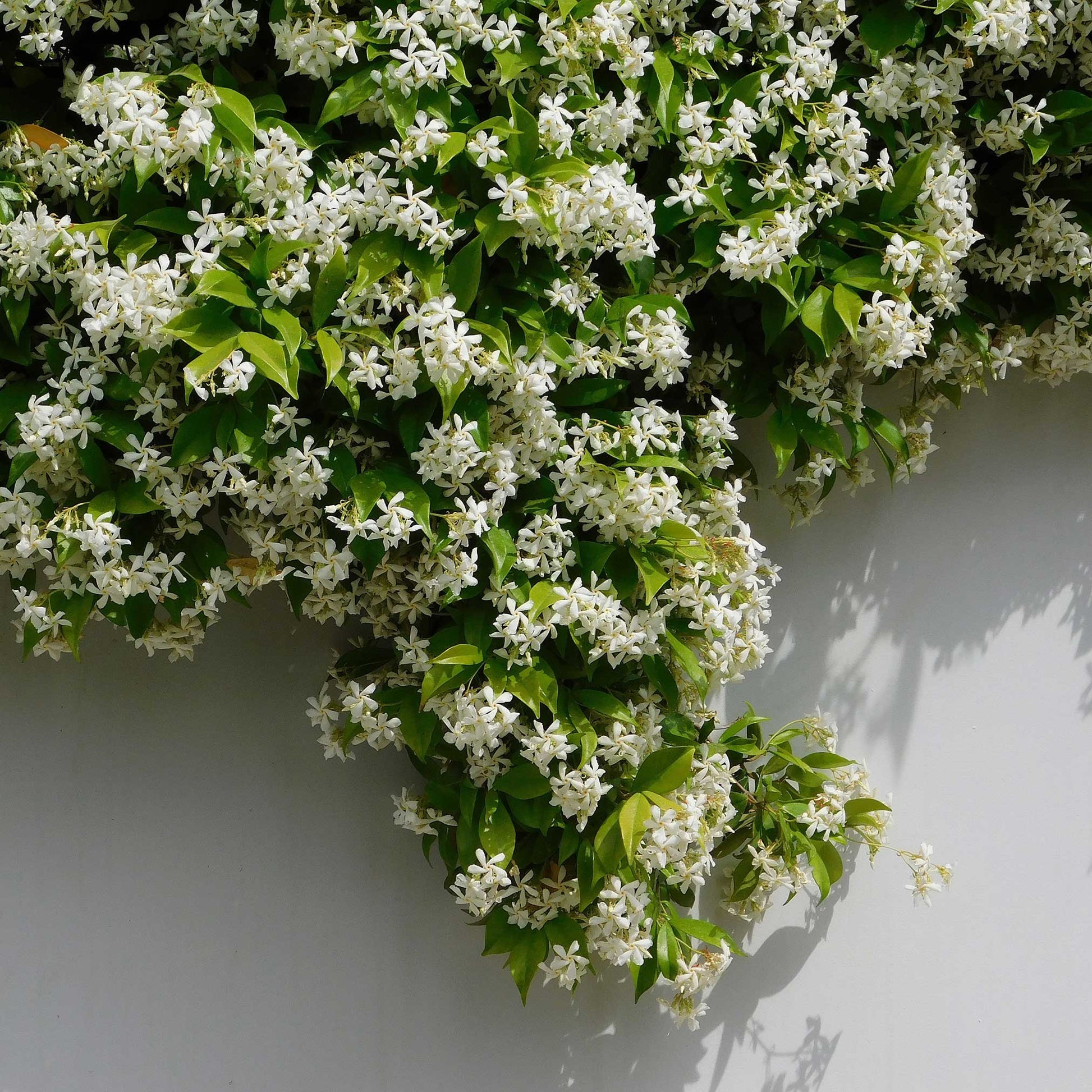 🌟 Семена от звезден жасмин (Star Jasmine)