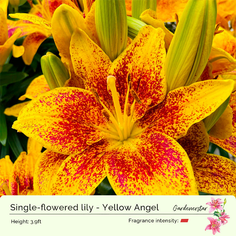 🌸Семена от лилия