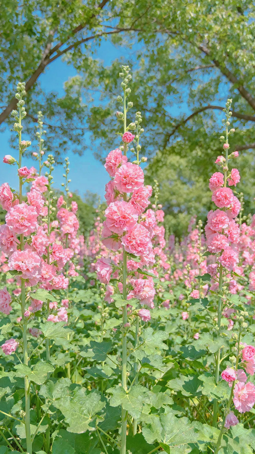 Семена от холихок【💝 Специална оферта за Деня на влюбените】
