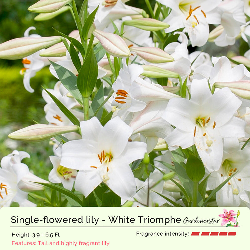 🌸Семена от лилия