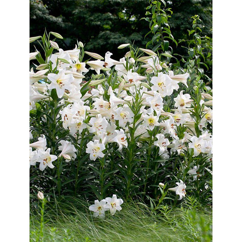 🌸Семена от лилия