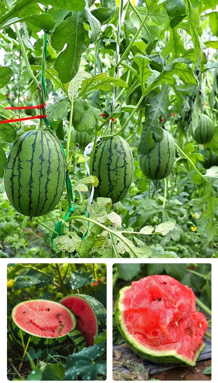 🍉 Σπόροι καρπουζιού «Kirin» – καθαρή καλοκαιρινή γλυκύτητα! 🌞