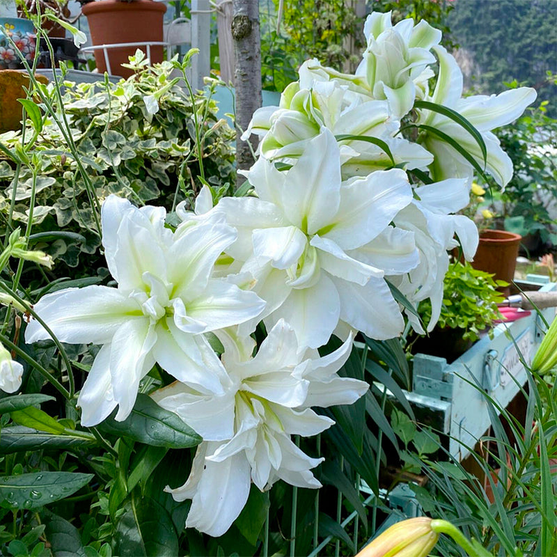 🌸Семена от лилия