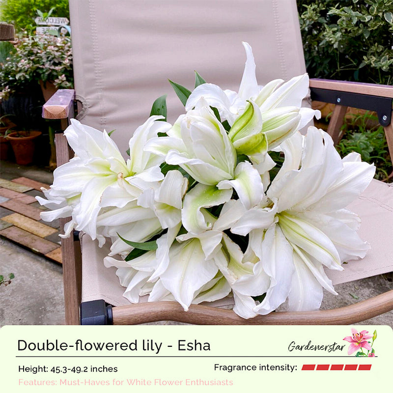 🌸Семена от лилия