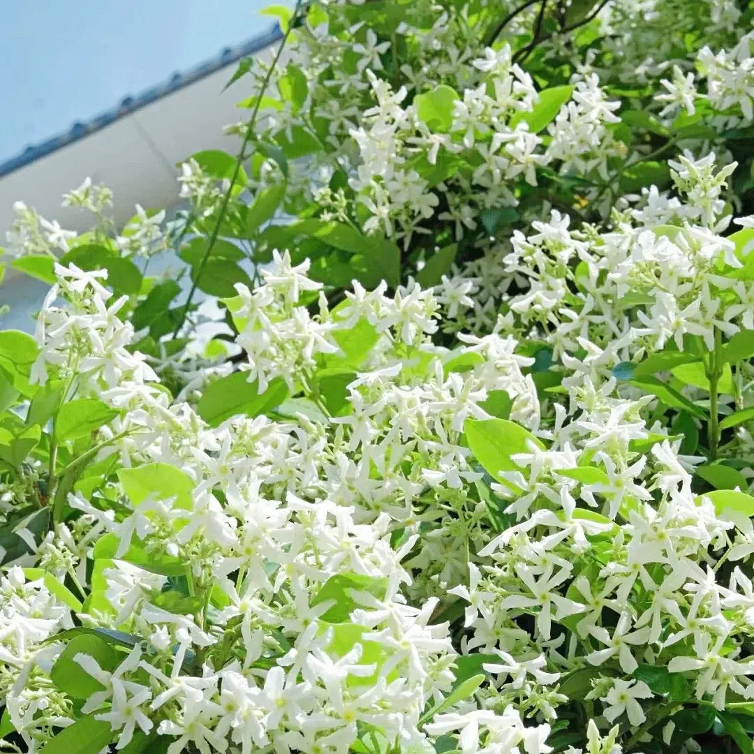 🌟 Семена от звезден жасмин (Star Jasmine)