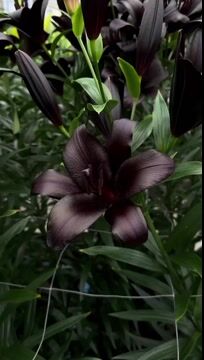 🌸Семена от лилия