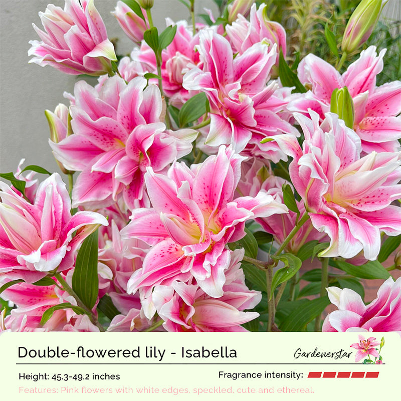 🌸Семена от лилия