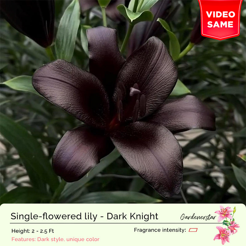 🌸Семена от лилия