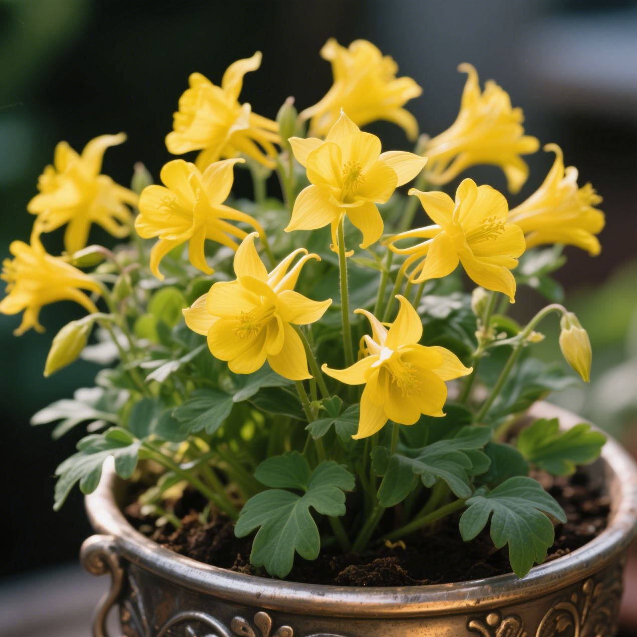 Columbine Mix Flower🐱🐾Cat's Paw Flowers Seeds