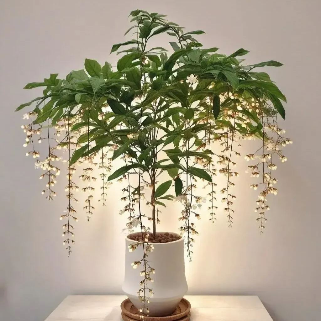 🌼 Semena převislého jasmínu „White Jade Butterfly“【50% sleva】