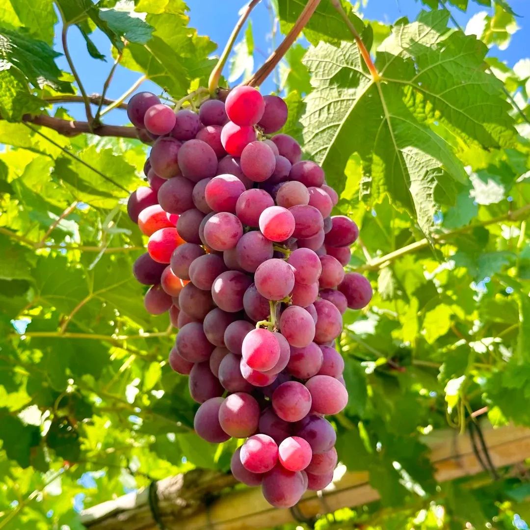 🍇Семена за червено грозде „Памид“ – сладки и сочни плодове у дома!