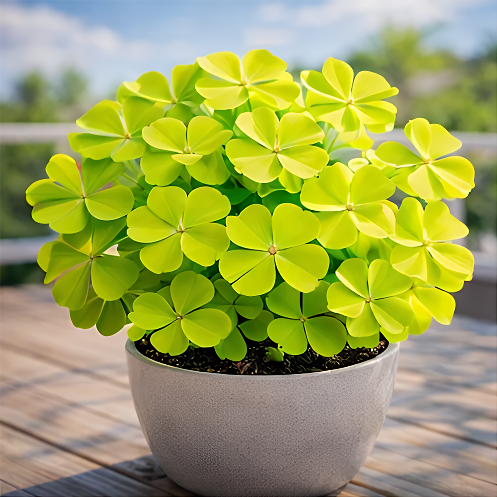 🍀 Семена от щастлива детелина с четири листа – цветно наследствено саксийно растение – носещо ви късмет.