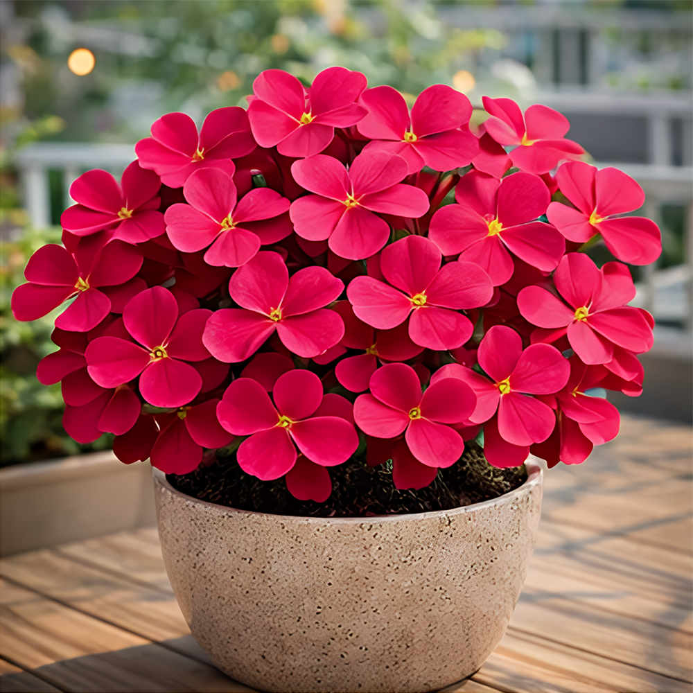 🍀 Семена от щастлива детелина с четири листа – цветно наследствено саксийно растение – носещо ви късмет.