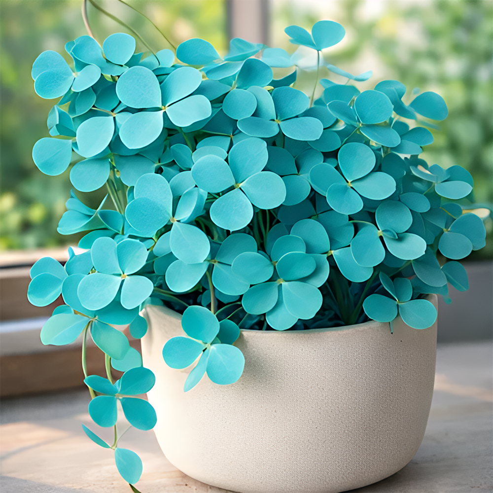 🍀 Семена от щастлива детелина с четири листа – цветно наследствено саксийно растение – носещо ви късмет.