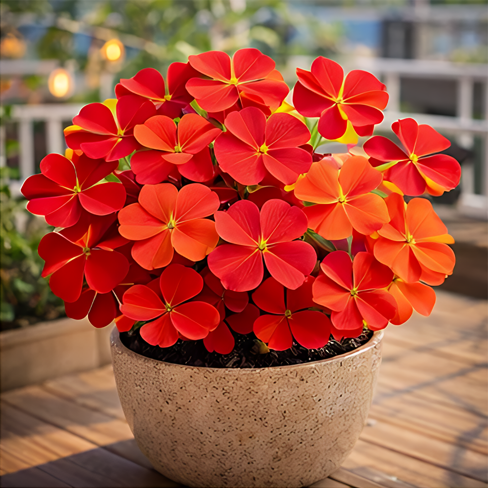 🍀 Семена от щастлива детелина с четири листа – цветно наследствено саксийно растение – носещо ви късмет.