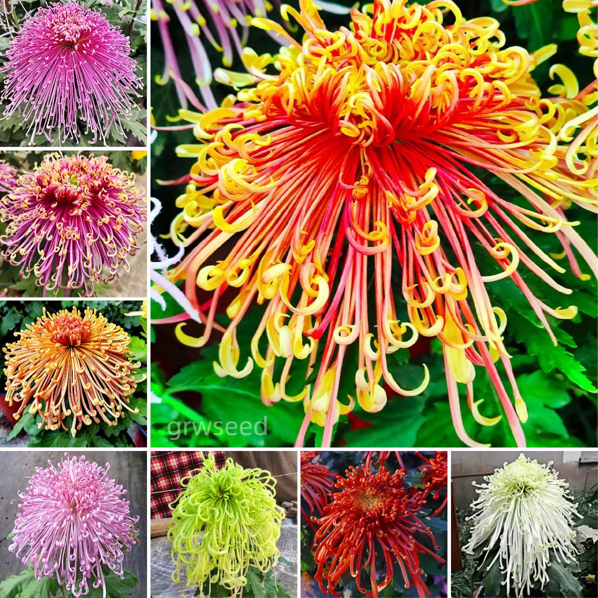 🔥 Гореща промоция 🌸 Семена от Royal Spider Chrysanthemum