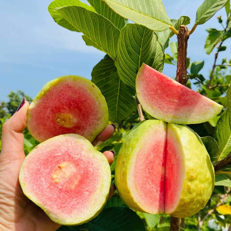 🌱 Лесни за отглеждане - 🌱 Фиданки от розов гуава