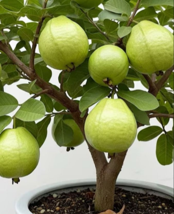 🌱 Лесни за отглеждане - 🌱 Фиданки от розов гуава