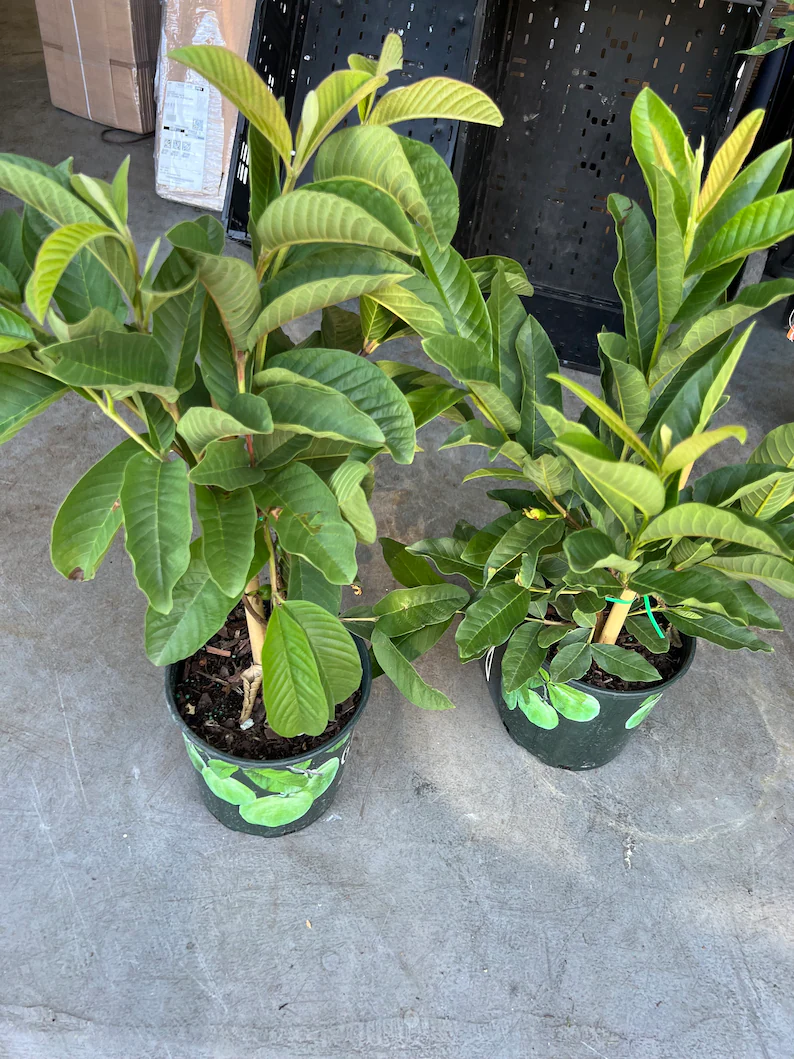 🌱 Лесни за отглеждане - 🌱 Фиданки от розов гуава