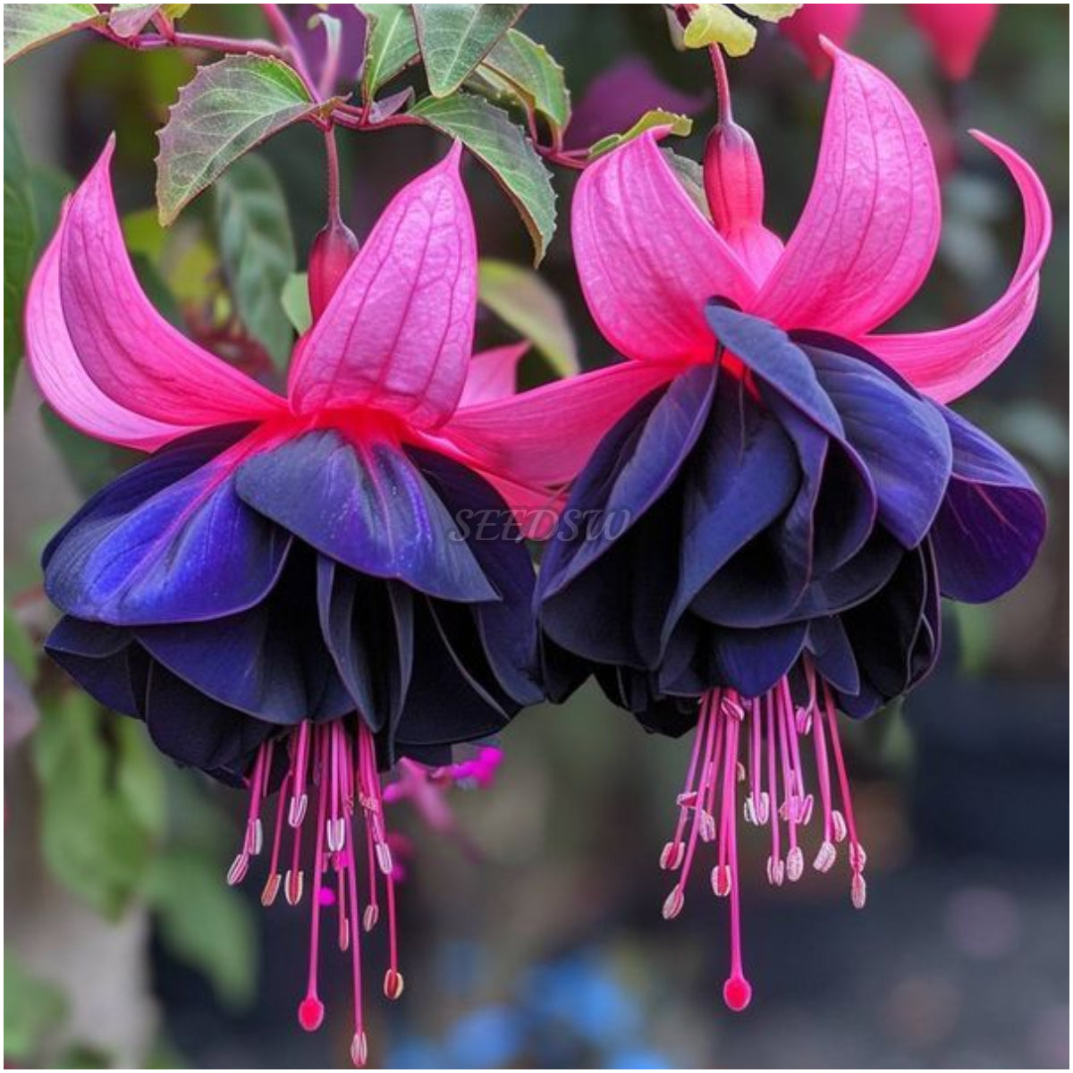 🌼 😍 Fuchsia Flower Seeds - Vibrant Ornamental Plants Hanging Baskets Containers Garden
