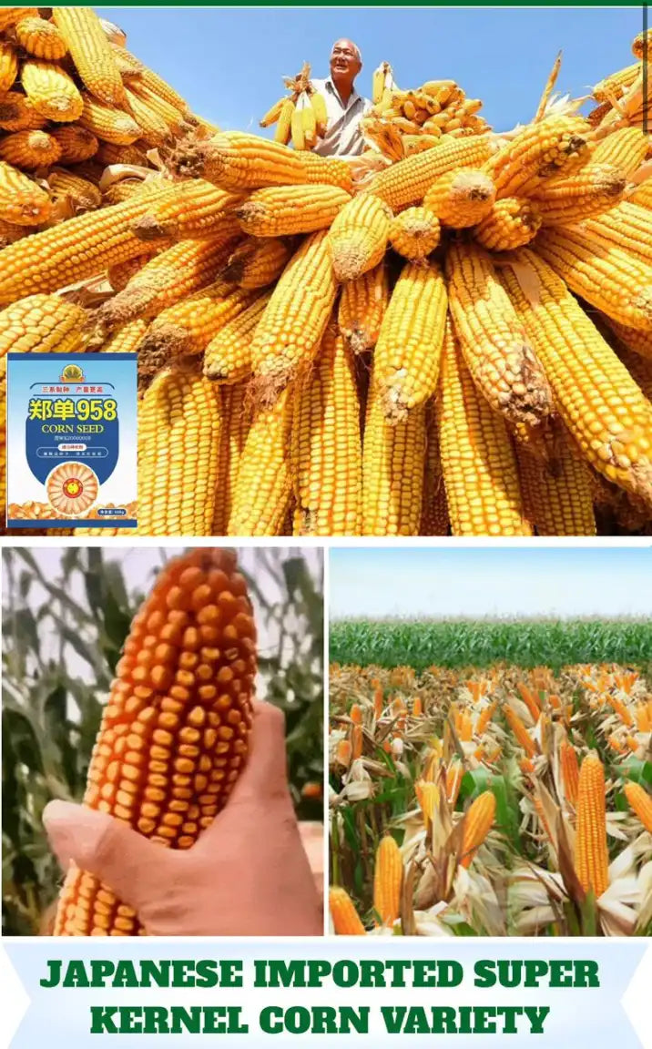 🌽Царевични семена