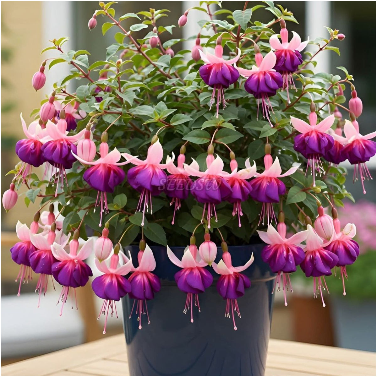 🌼 😍 Fuchsia Flower Seeds - Vibrant Ornamental Plants Hanging Baskets Containers Garden