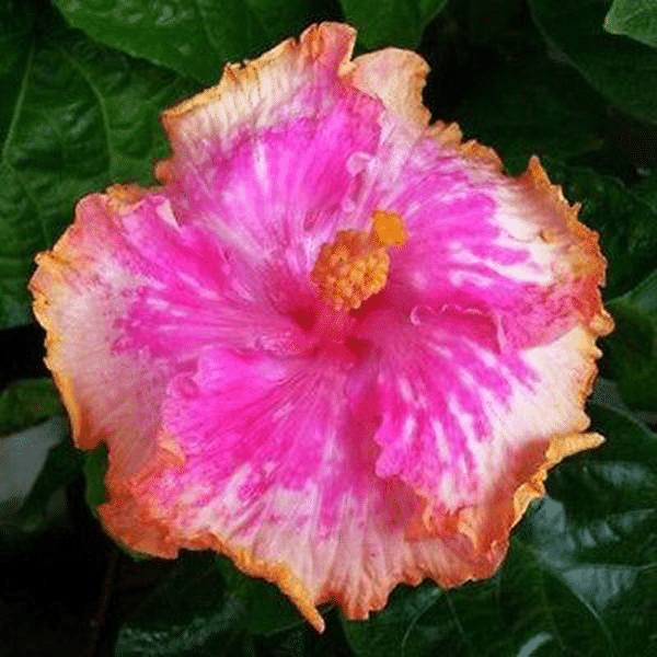 Семена от гигантски омбре хибискус с екзотични коралови цветове