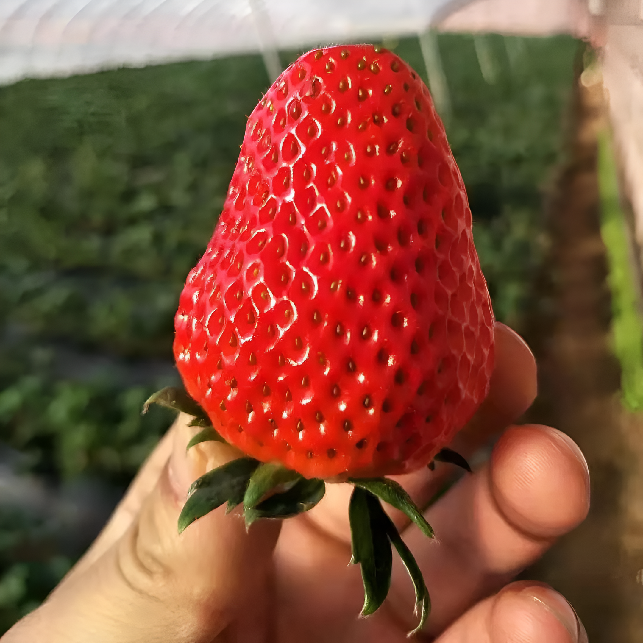 🍓Семена за ягоди за целия сезон за градинска реколта