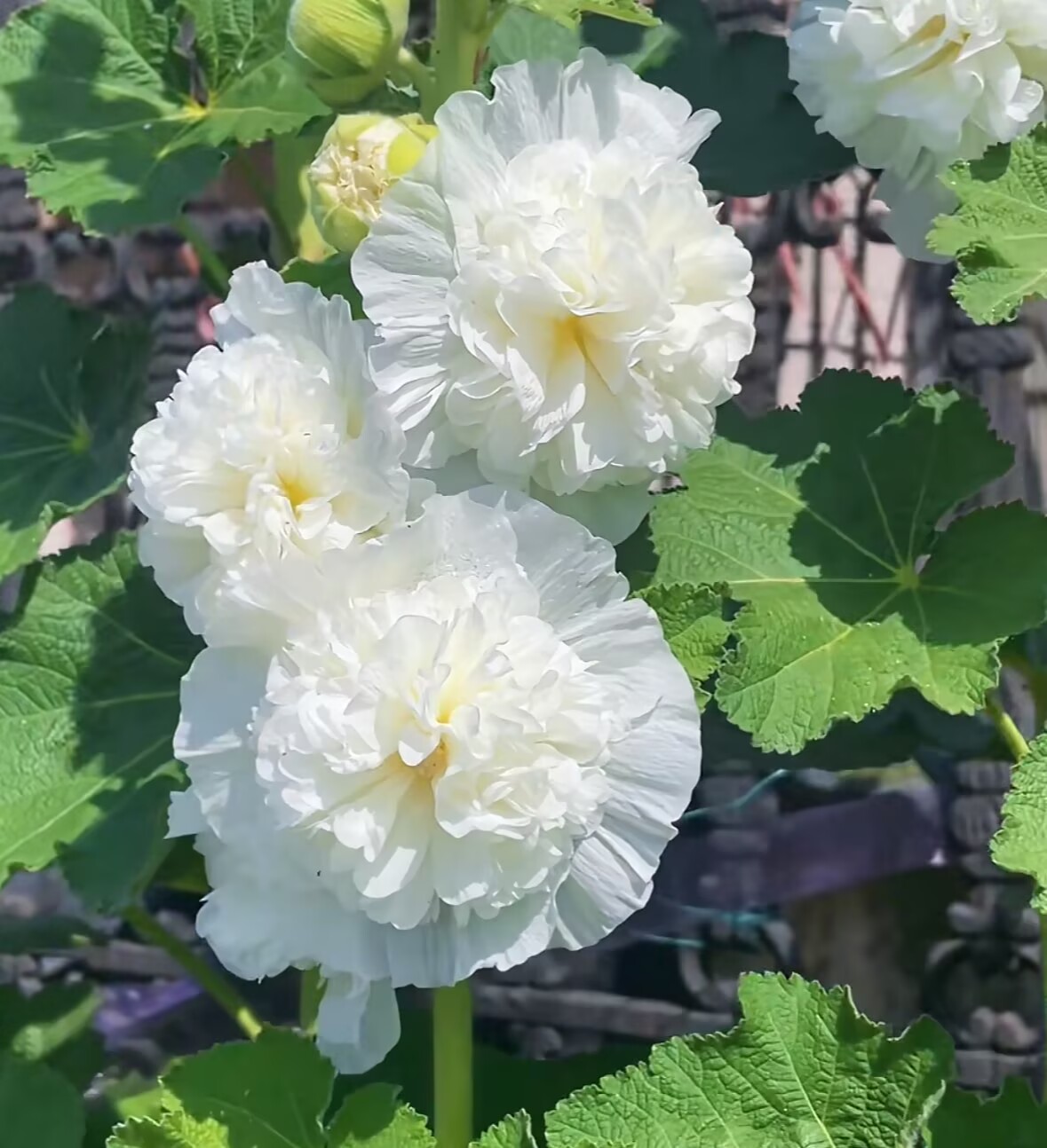 Семена от бяла ружа (Alcea rosea) | Многопластова мечта за цвете | Подходящи за градина и балкон 🌼