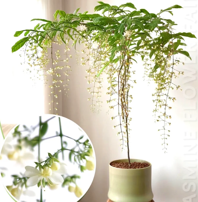 🌸LAST DAY Promotion 49% OFF🌸Double Jasmine