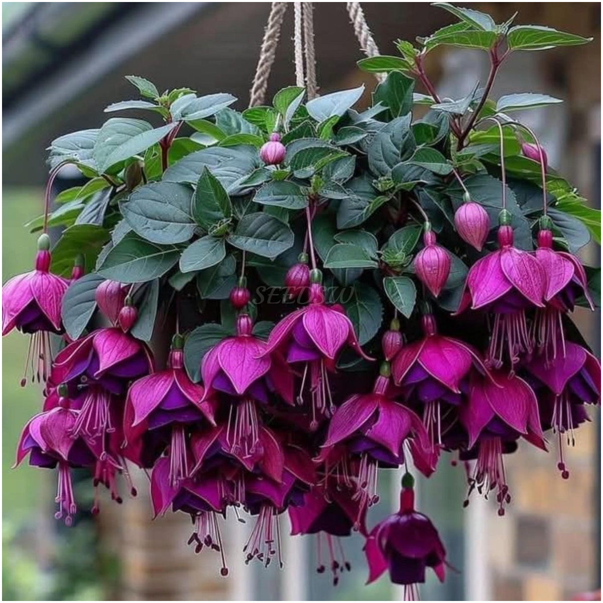 🌼 😍 Fuchsia Flower Seeds - Vibrant Ornamental Plants Hanging Baskets Containers Garden