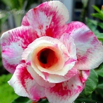 ✨ Семена от Аденум (Пустинна роза) 🌹 Устойчиви на високи температури ✨