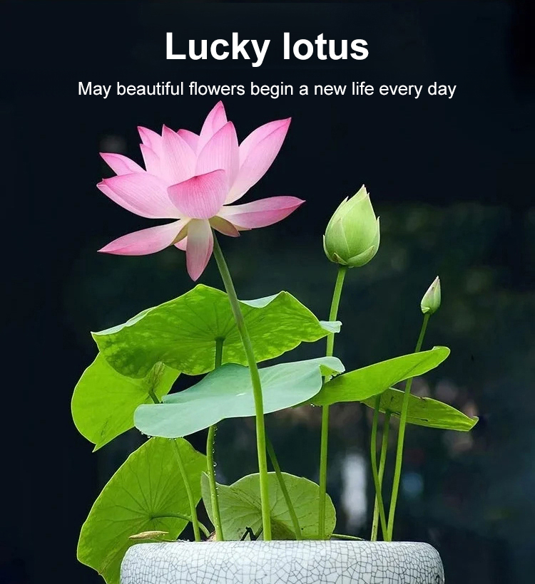 【转运招财】观赏水培碗莲_03.jpg