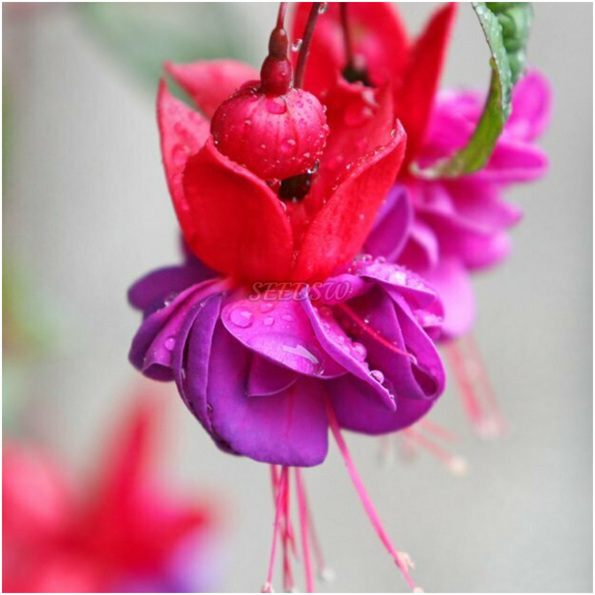 🌼 😍 Fuchsia Flower Seeds - Vibrant Ornamental Plants Hanging Baskets Containers Garden