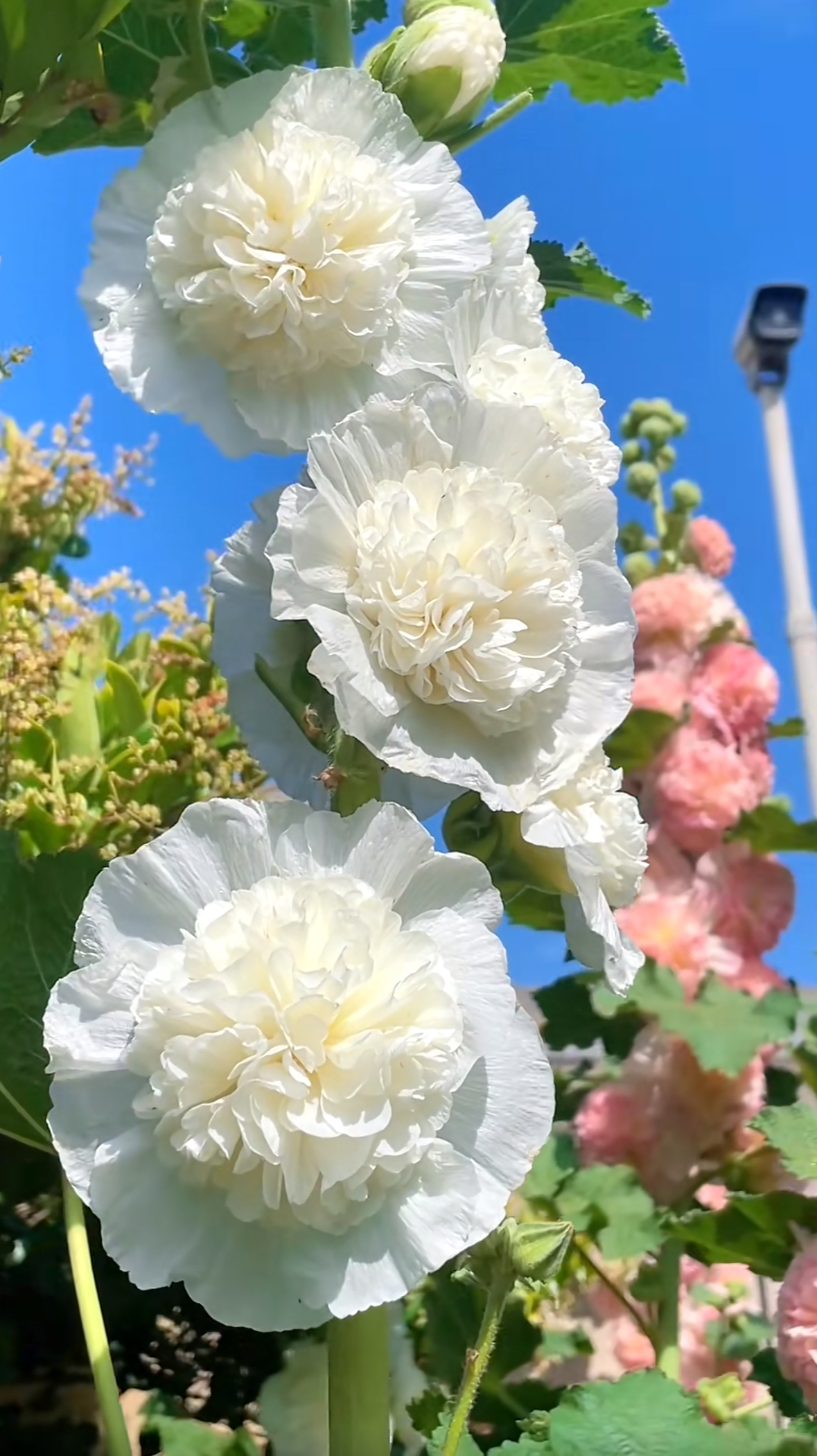 Семена от бяла ружа (Alcea rosea) | Многопластова мечта за цвете | Подходящи за градина и балкон 🌼